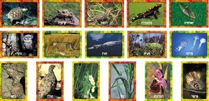 ערכת תחפושות בטבע