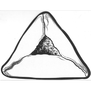 יצירה אוזן אמן 36 יח'